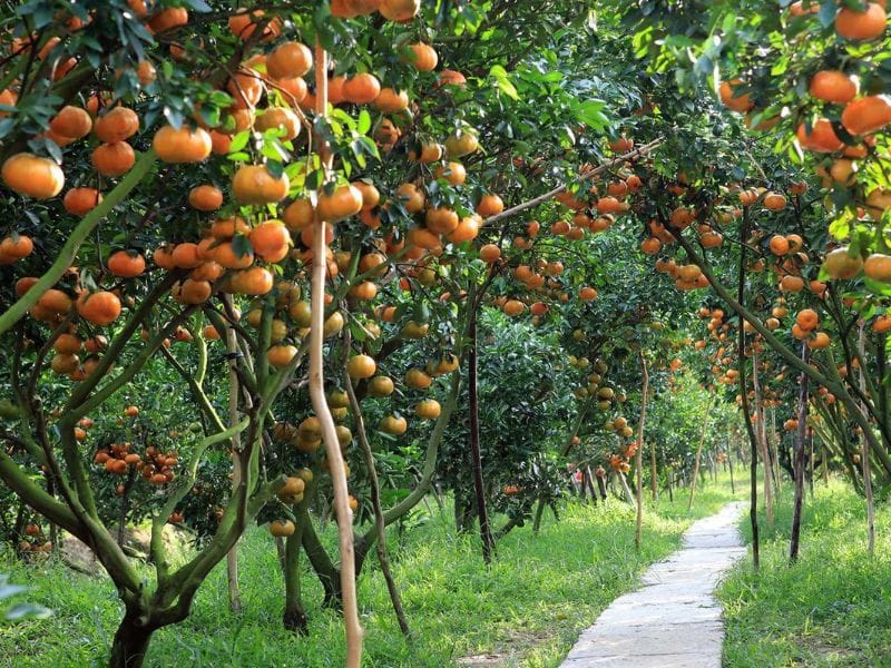 Cù lao Tân Quy hình 2