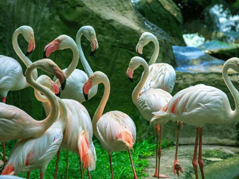 KL Bird Park