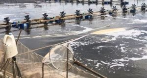 xử lý nước ao tôm,• checklist chất lượng nước ao tôm