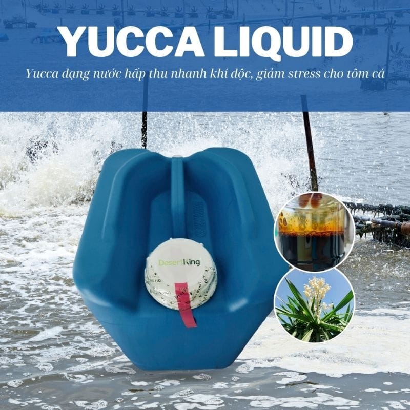 Yucca hấp thu khí độc, cấp cứu tôm cá nổi đầu