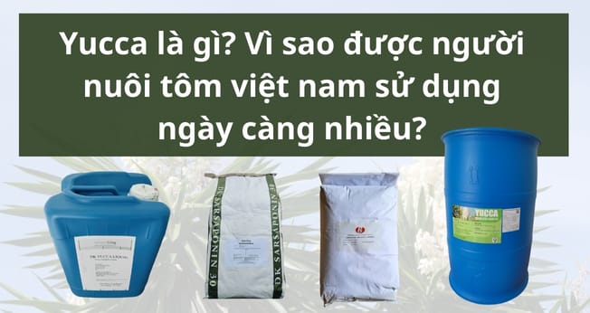 yucca là gì
